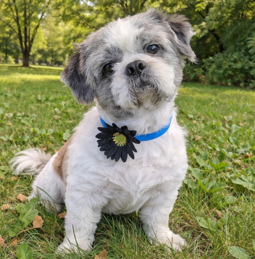 BOBO - Shih Tzu available for adoption