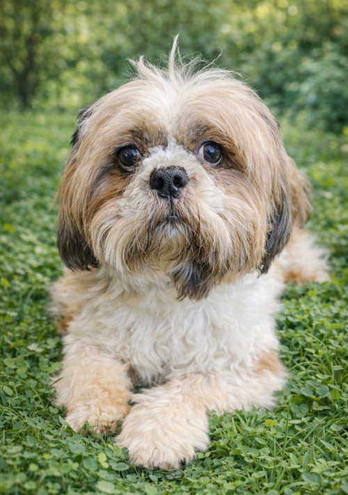 BRAXTON - Shih Tzu available for adoption