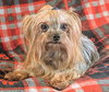 Tripp - Photo 3