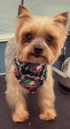 Tripp - Photo 4