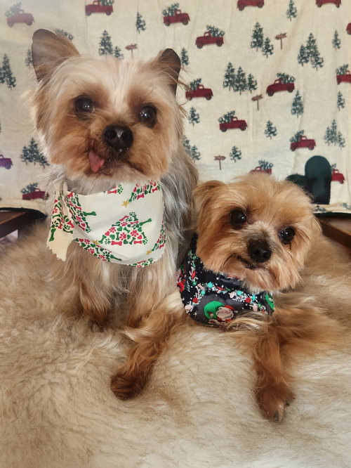 TRIPP - Yorkshire Terrier Yorkie available for adoption