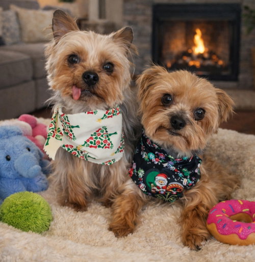 TRIPP - Yorkshire Terrier Yorkie available for adoption