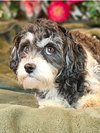 Oreo - Photo 4