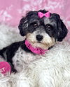 Oreo - Photo 3