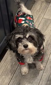 Oreo - Photo 2