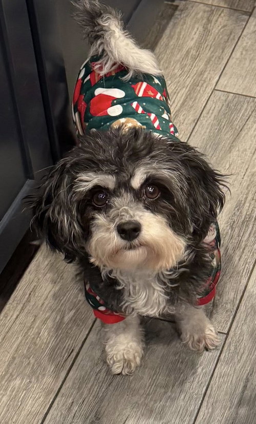 OREO - Shih Tzu available for adoption