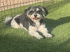 Oreo - Photo 4