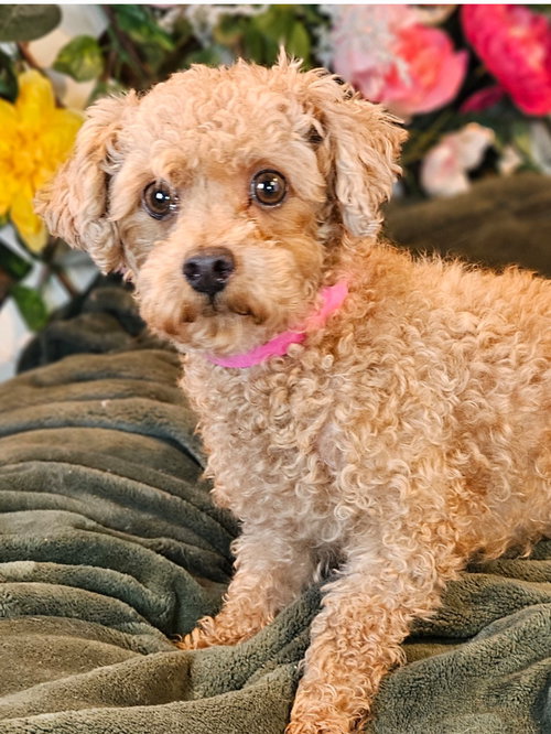 GINGER - Poodle (Toy) available for adoption
