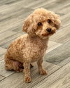 Ginger - Photo 4