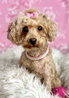 Ginger - Photo 3