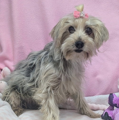 MAXIE - Yorkshire Terrier Yorkie available for adoption