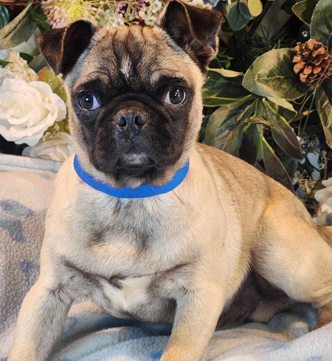 Otis