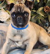 Otis - Photo 1