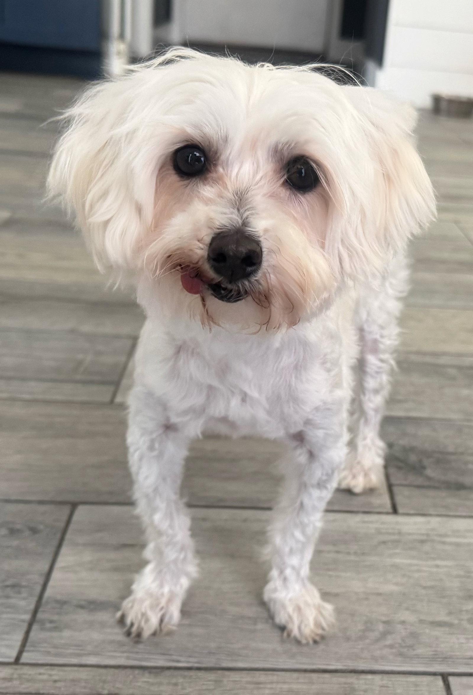 Maltese
