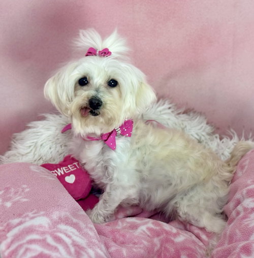 Misty, an adoptable Maltese in Bon Carbo, CO