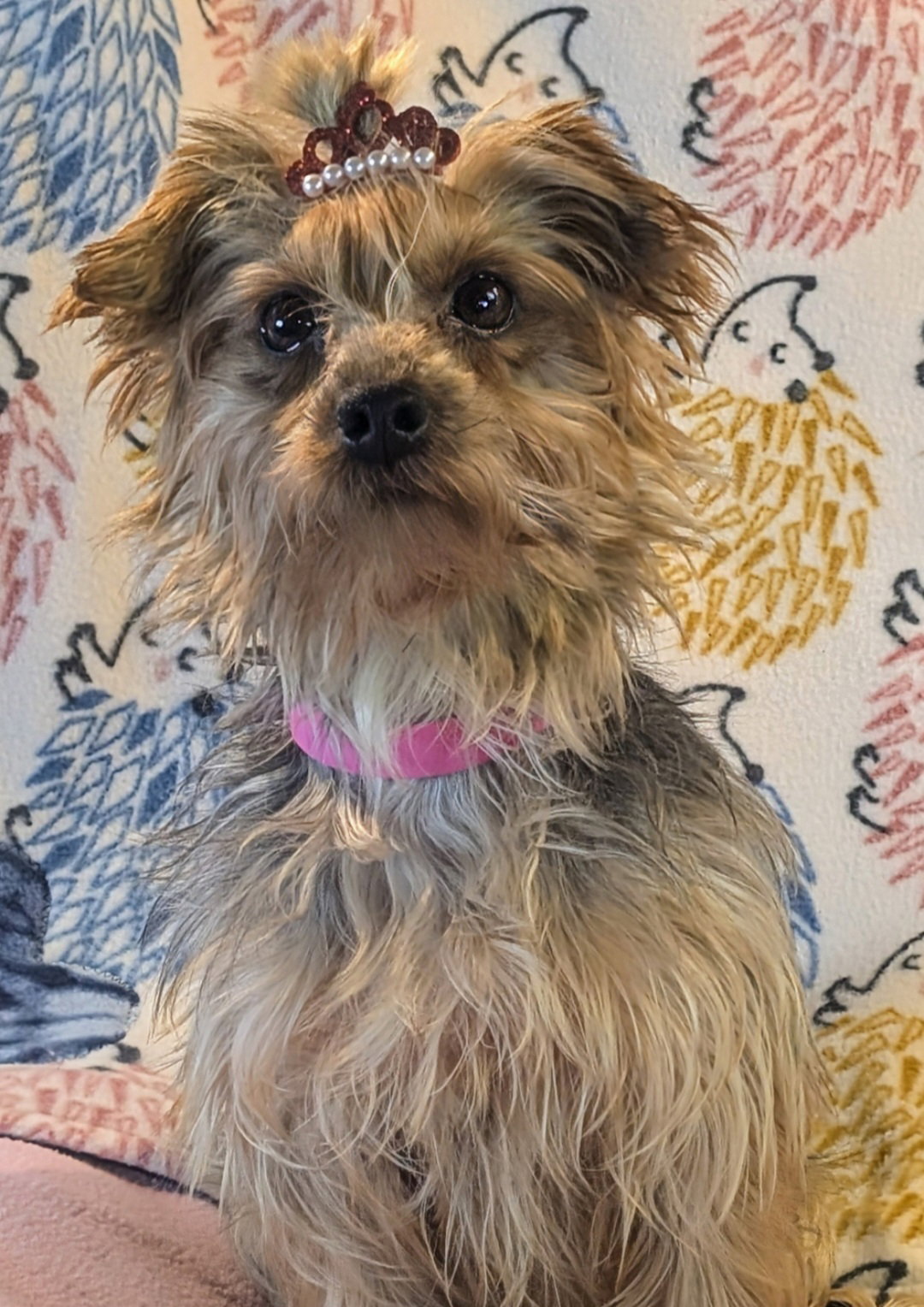 Piper