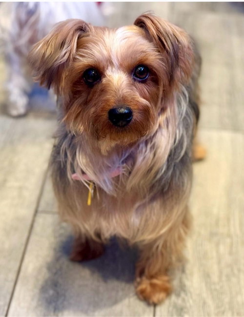 PIPER - Yorkshire Terrier Yorkie available for adoption