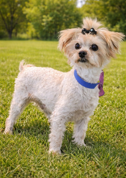 MARTIE - Maltese available for adoption