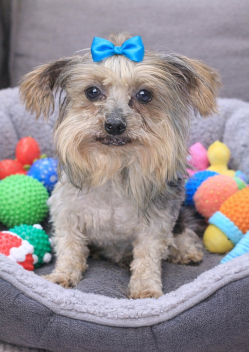 Duey, an adoptable Yorkshire Terrier Yorkie in Bon Carbo, CO