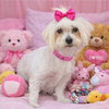 Olivia - Photo 1