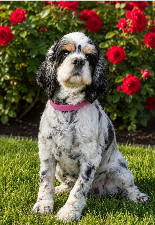 Clover, an adoptable Cocker Spaniel in Bon Carbo, CO