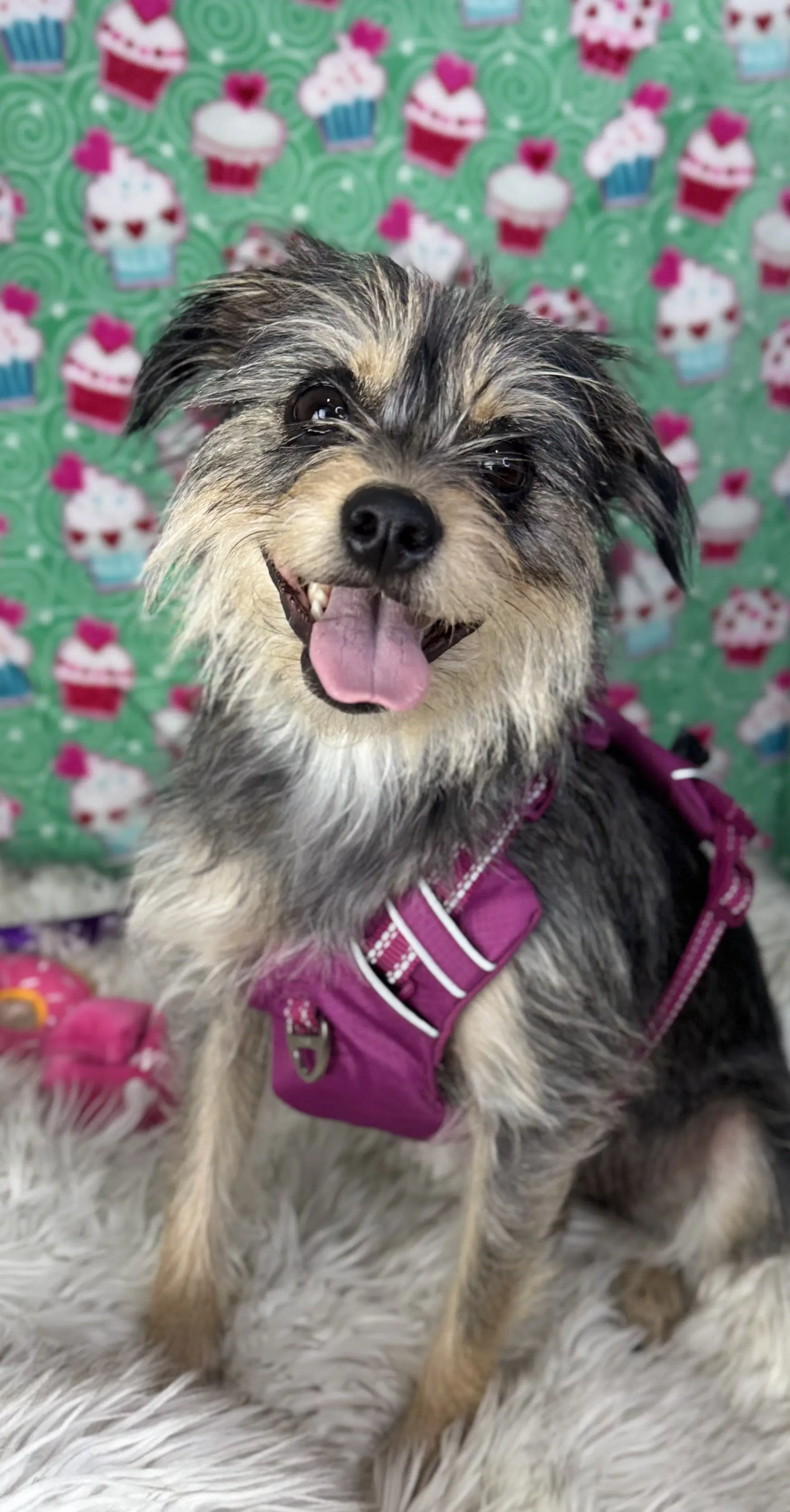 Bella - Yorkshire Terrier Yorkie