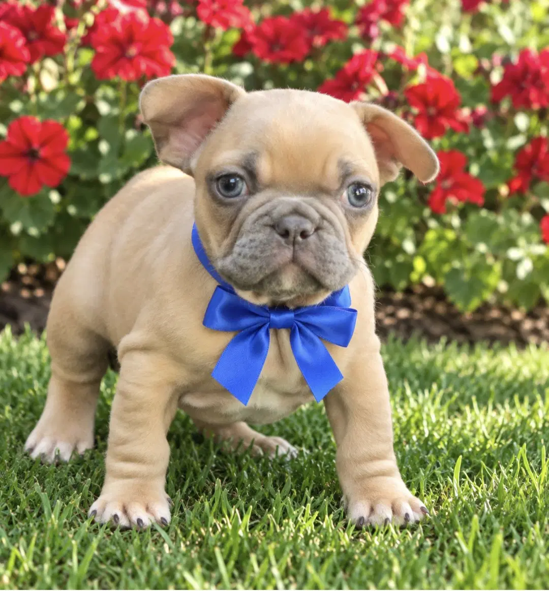 Presley - French Bulldog