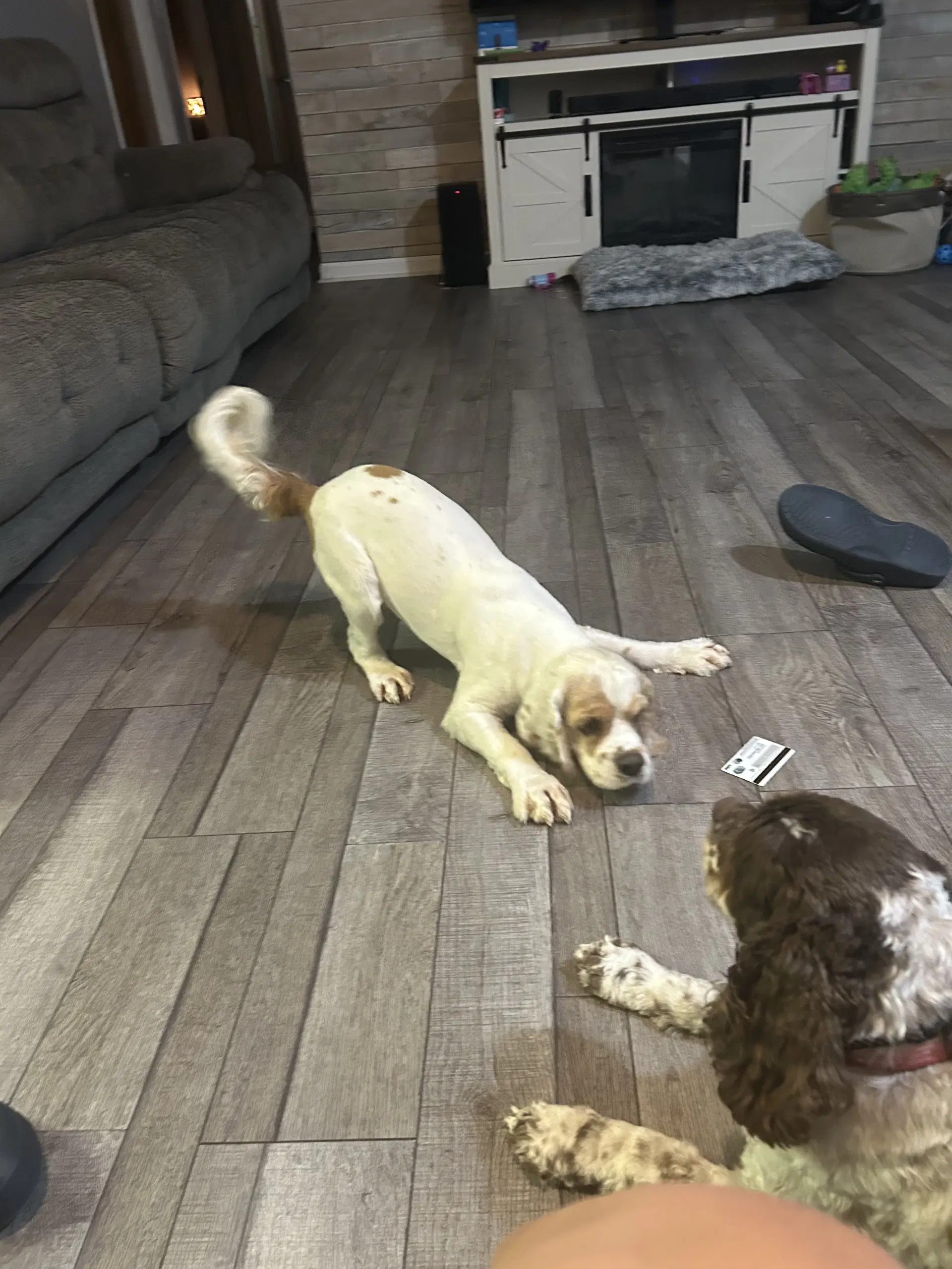 Oscar image 4