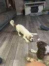 Oscar