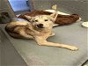 adoptable Dog in  named ROLLO