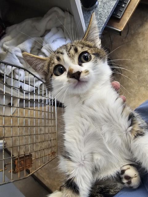 adoptable Cat in Paradise, CA named ZANE