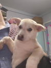 adoptable Dog in  named PHOEBE