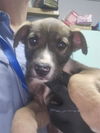 adoptable Dog in  named KRONOS