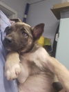 adoptable Dog in  named RHEA