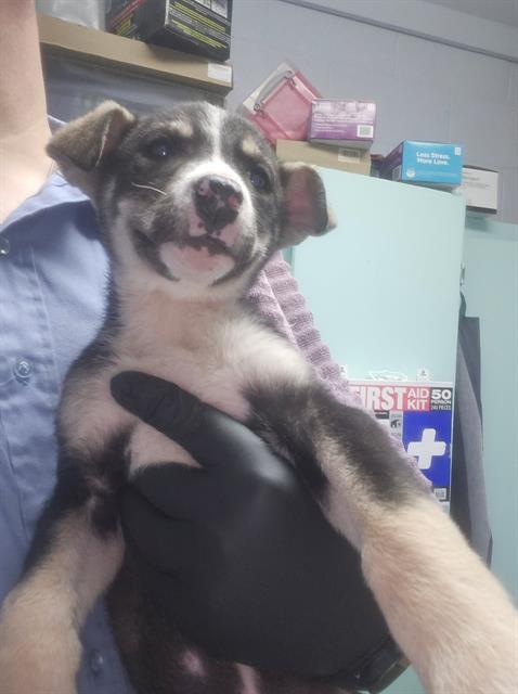 adoptable Dog in Paradise, CA named SELENE