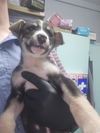 adoptable Dog in  named SELENE