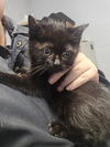 adoptable Cat in  named STRIDER