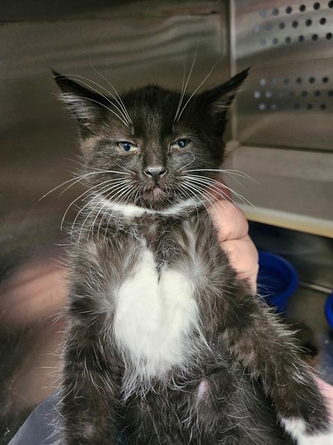 adoptable Cat in Paradise, CA named COPY