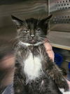 adoptable Cat in  named COPY