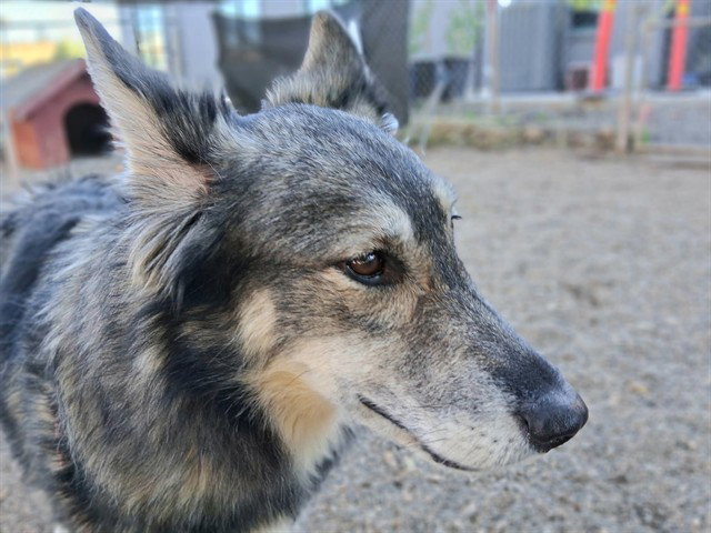 German Shepherd