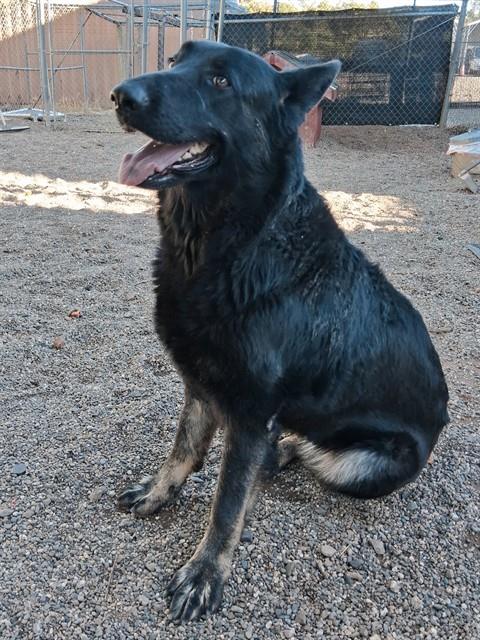 LULU, an adoptable German Shepherd Dog in Paradise, CA