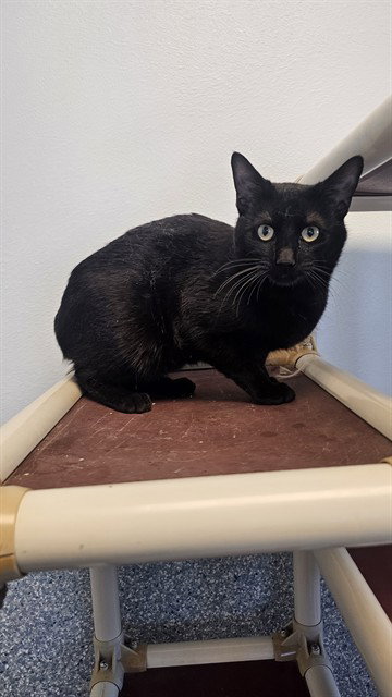PEDRO