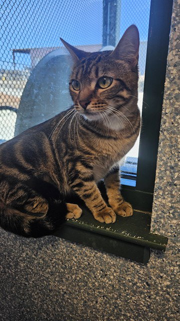 JIXI, an adoptable Domestic Short Hair in Paradise, CA