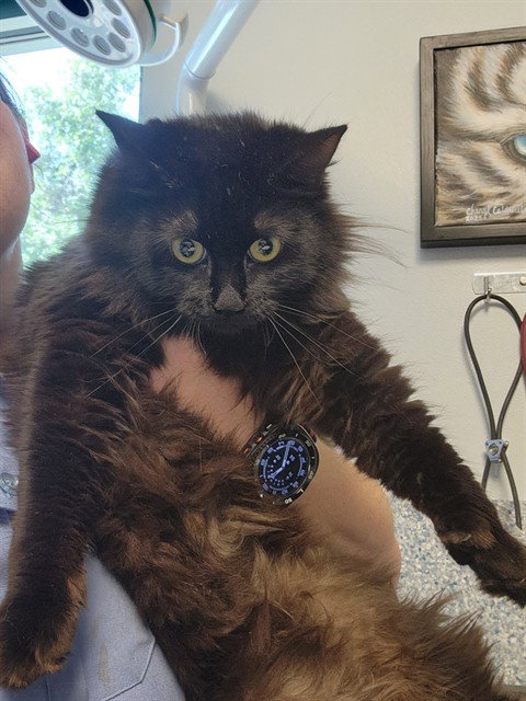 WILLOW, an adoptable Domestic Long Hair in Paradise, CA