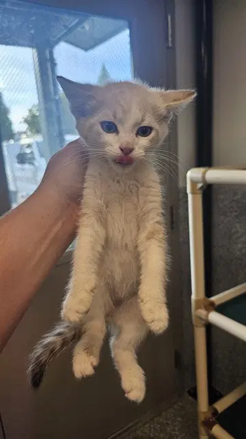 Tuna - Domestic Short Hair