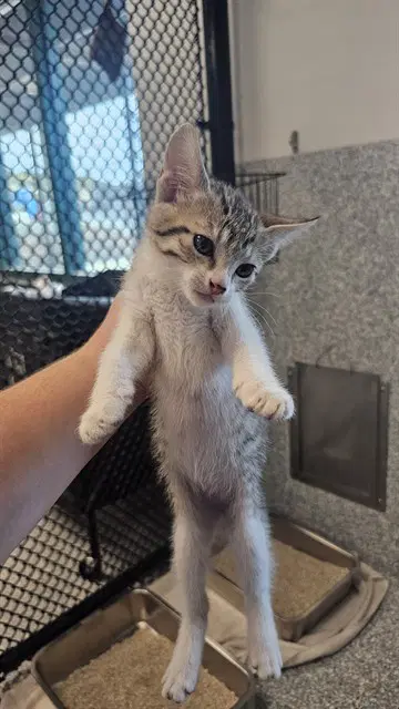 Mackerel - Domestic Short Hair