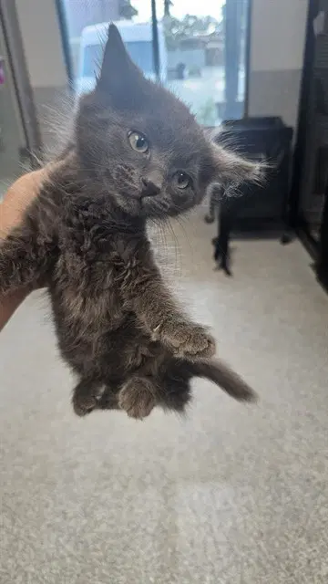 Snapper - Domestic Long Hair
