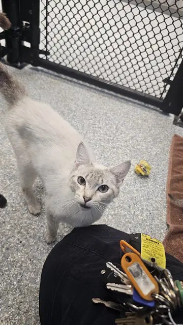 Wahoo - Domestic Short Hair