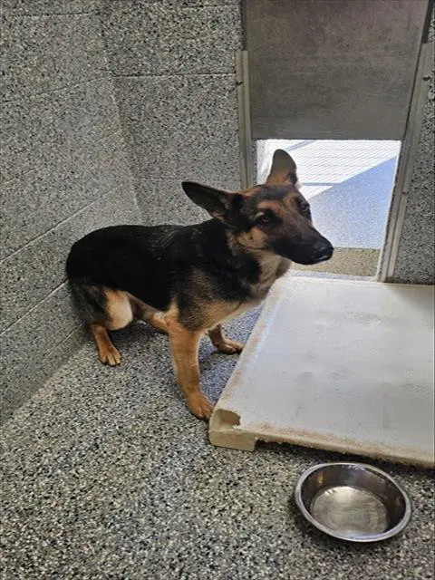Mama - German Shepherd Dog