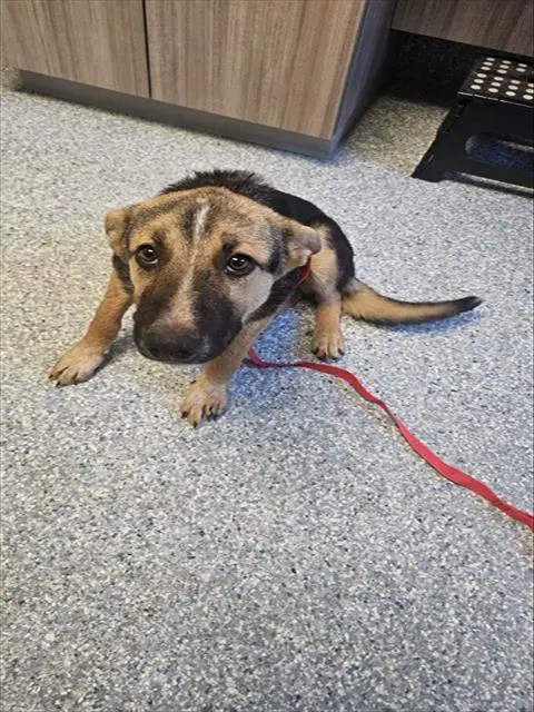 Hermione - German Shepherd Dog